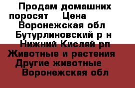 Продам домашних поросят  › Цена ­ 3 000 - Воронежская обл., Бутурлиновский р-н, Нижний Кисляй рп Животные и растения » Другие животные   . Воронежская обл.